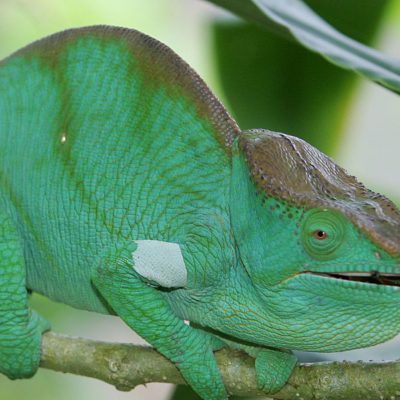 Madagaskar Wald Dschungel Chamäleon