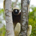 Ein gefähredeter Sifaka-Lemur im Geäst des Madegassischen Dschungels