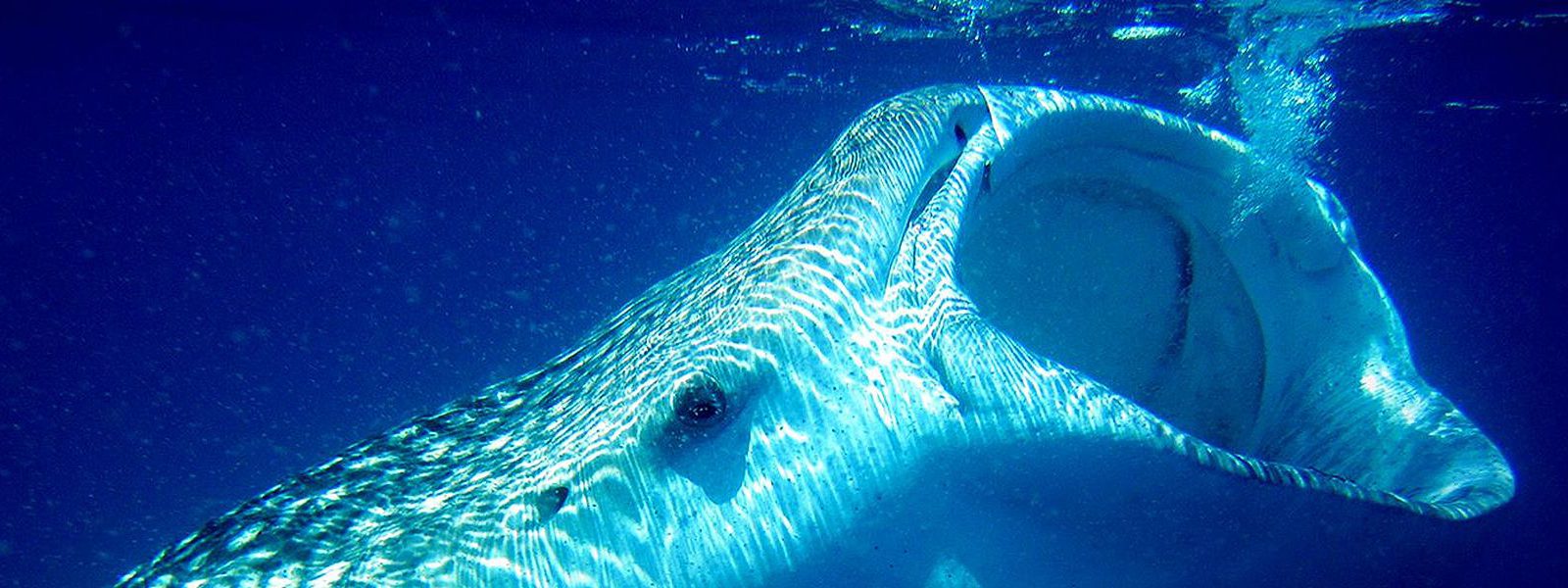 Walhaie nahe Conrad Maldives