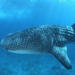 Walhaie nahe Conrad Maldives 1