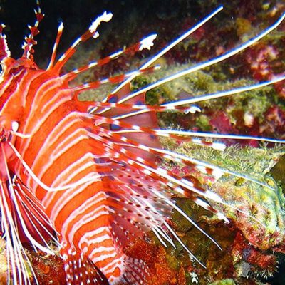 Malediven, Feuerfisch vor Korallen