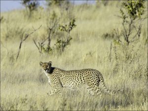 Ein Leopard in der Kalahari