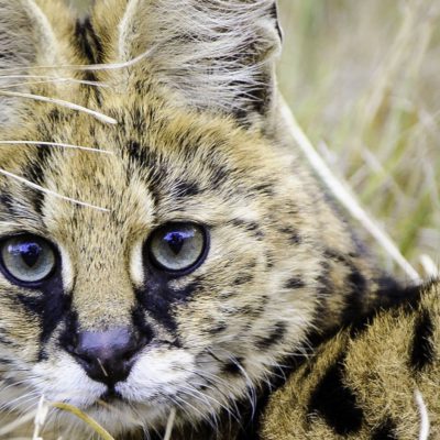 Mombo Botswana Okawango Cheetah Cub Smile