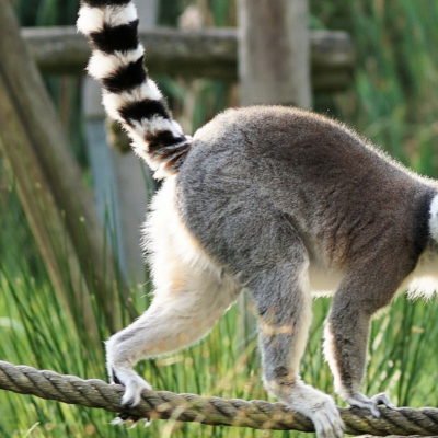 CC0 Creative Commons, Artenschutz, Katta Lemur balanciert auf Seil