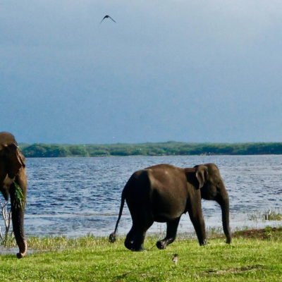 Elefanten vor einem See, Photo by Roxanne Desgagnés on Unsplash Nachhaltigkeit