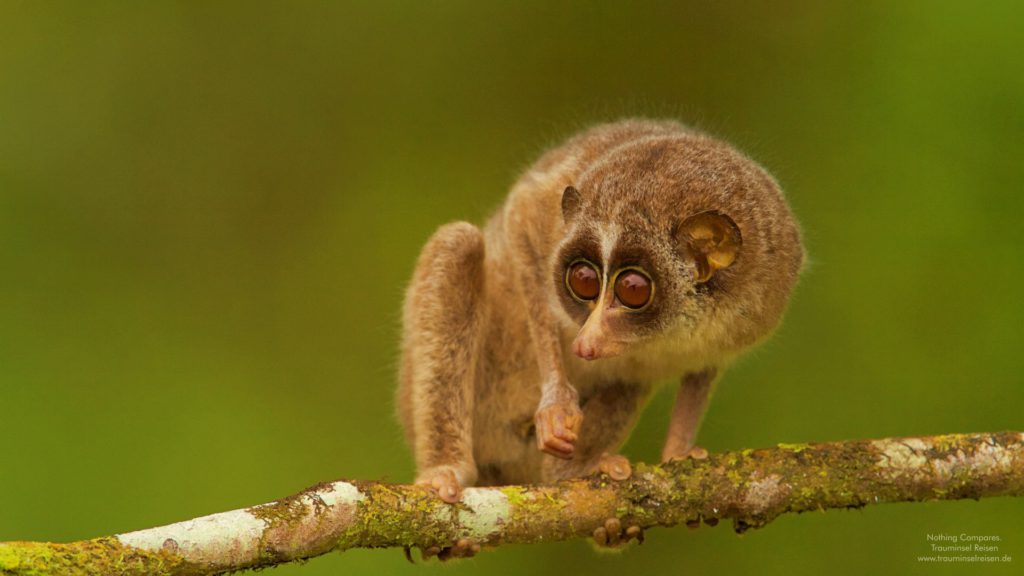 Slender Loris Sri Lanka Trauminsel Reisen Wallpaper 1920x1080