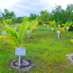 COMO Parrot Cay Coconut Plantation