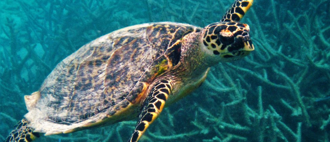 Turtle Bawah Island, Indonesia