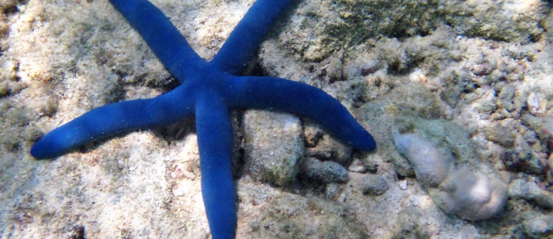Seastar, Bawah Island, Indonesia Copyright