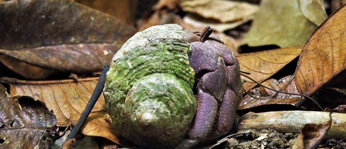 Hermit Crab, Bawah Island, Indonesia
