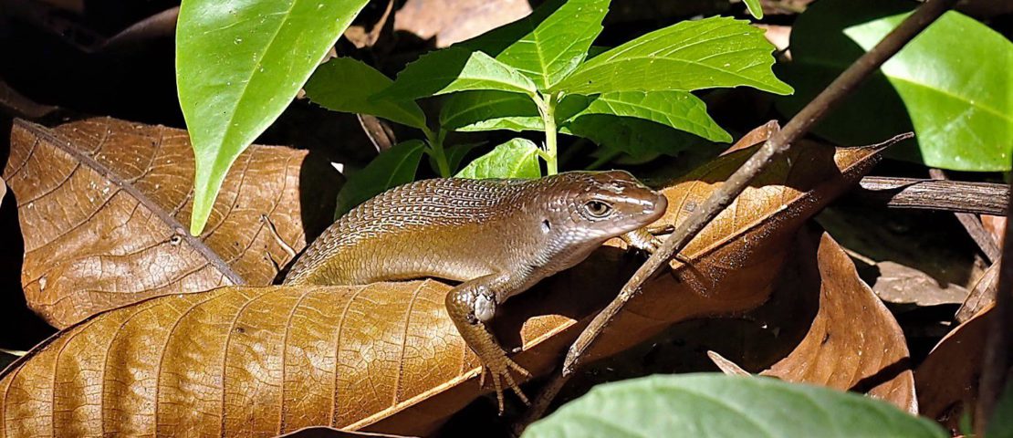 Lizard on Bawah Island, Indonesia