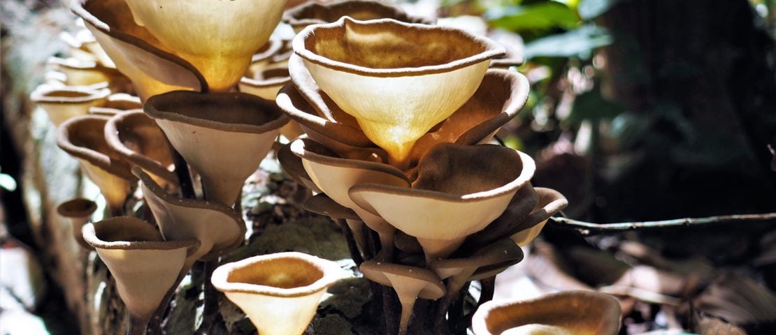 Mushrooms bawah Island, Indonesia