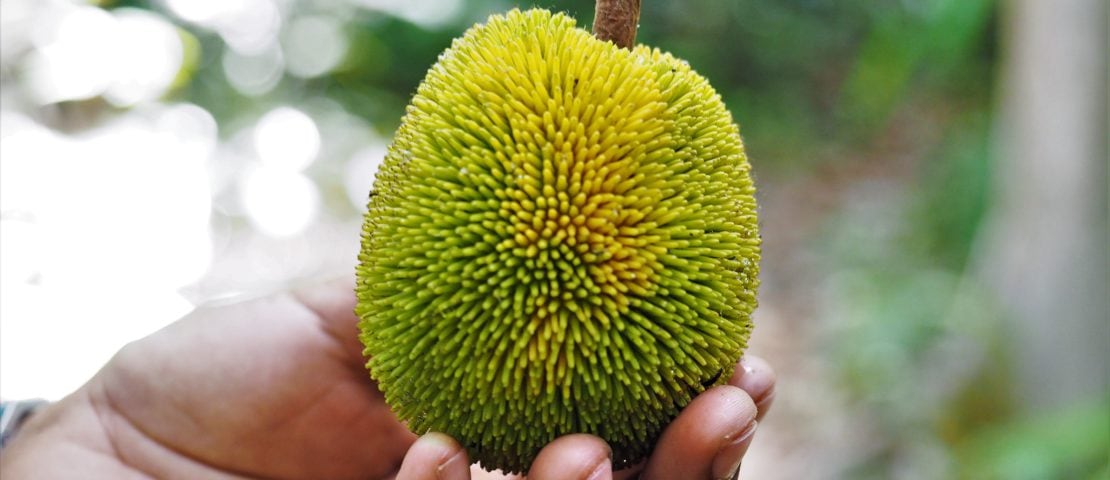Jackfruit on Bawah Island, Indonesia