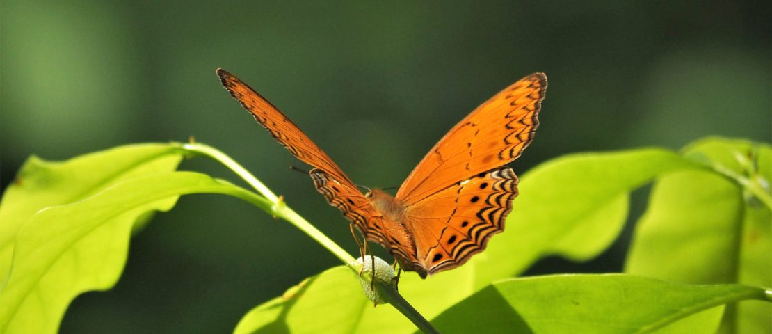 Butterfly Bawah Island , Indonesia