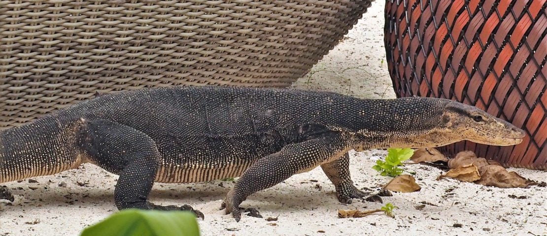 Lizard on the Beach Bawah Island, Indonesia