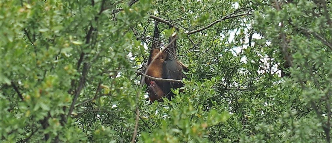 Fruit Bat Bawah Island, Indonesia Copyright Kathrin Hübner