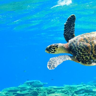 SChildkröte Malediven Nachhaltig