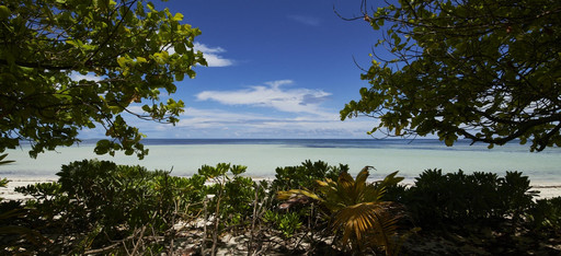 Der Blick auf die Bucht Anse la Mouche auf den Seychellen durch das Dickicht a rand des Strandes