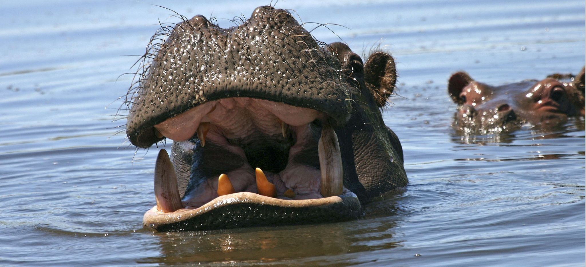 Ein Flusspferd im Okavango Delta reißt das Maul auf, ein zweites schwimmt unauffällig dahinter
