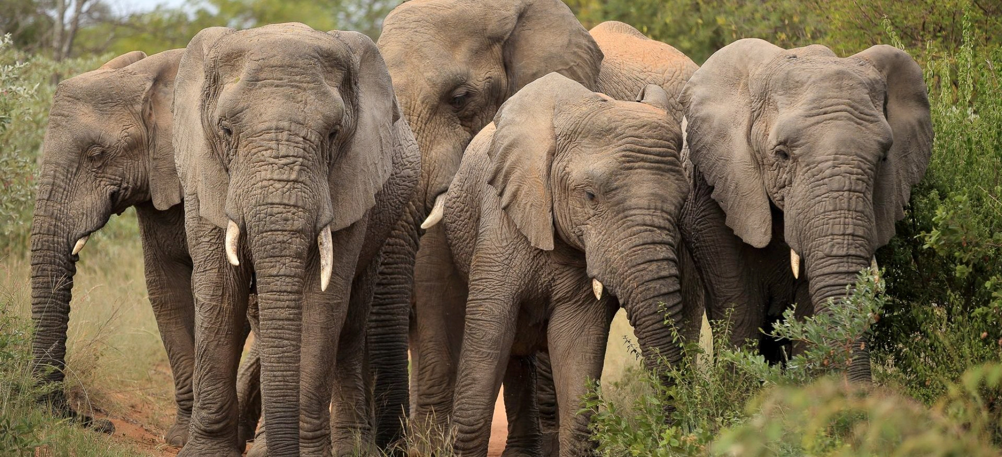 Eine Gruppe von Elefanten auf einer Safari im Mokaikai Private Reserve der Fevertree Lodge in Südafrika