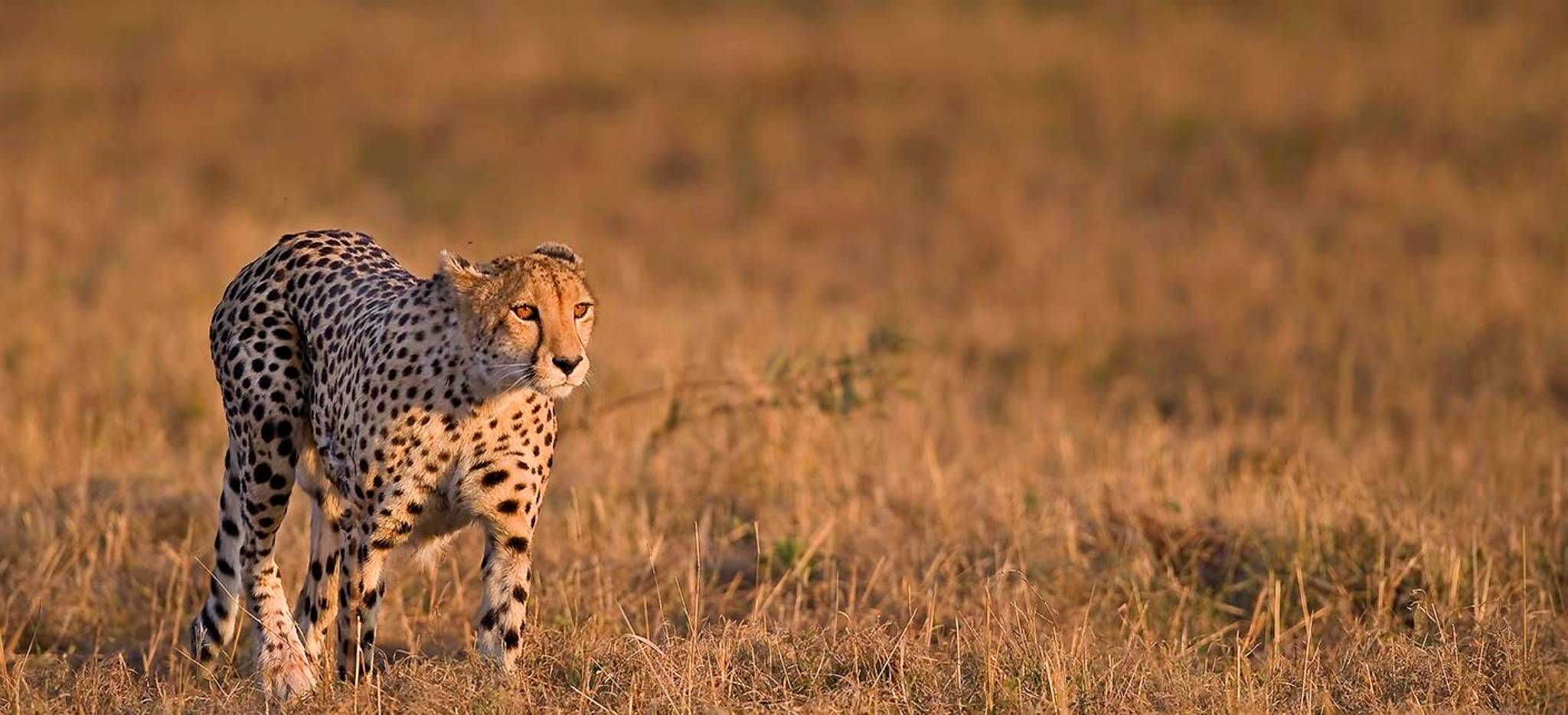 Ein Gepard in der süafrikanischen Savanne