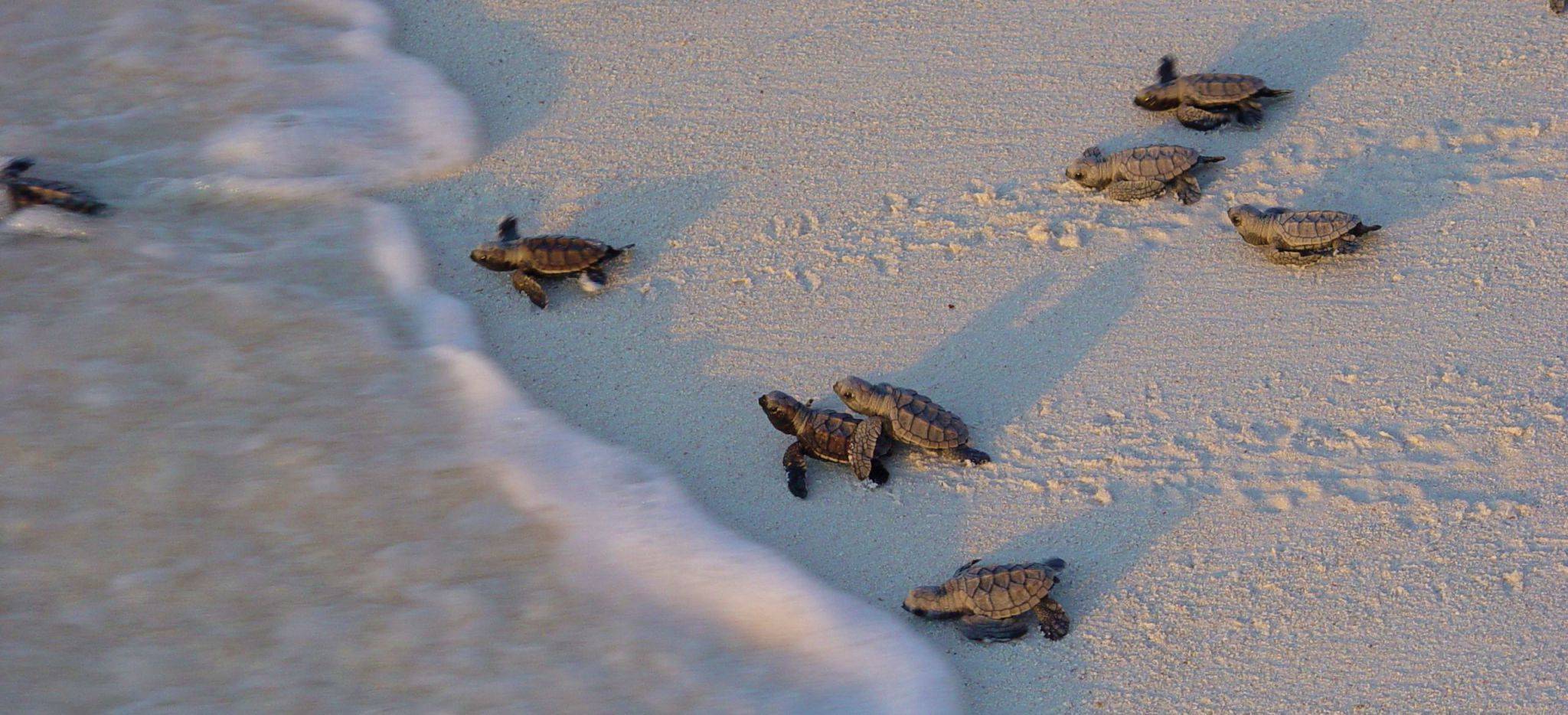 Frisch geschlüpfte Schildkröten auf "Bird Island"