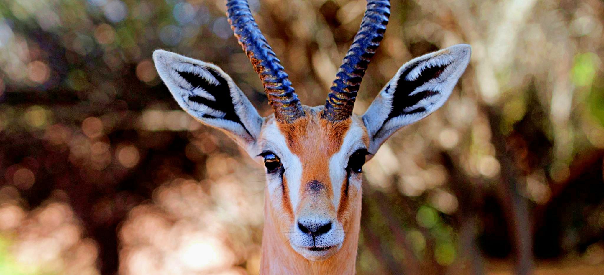 Gazelle auf dem Grund des Hotels Al Maha, Dubai