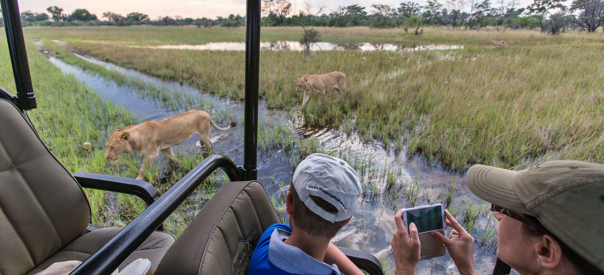 Hotelgäste fotographieren Löwen direkt neben ihrem Safari-Jeep