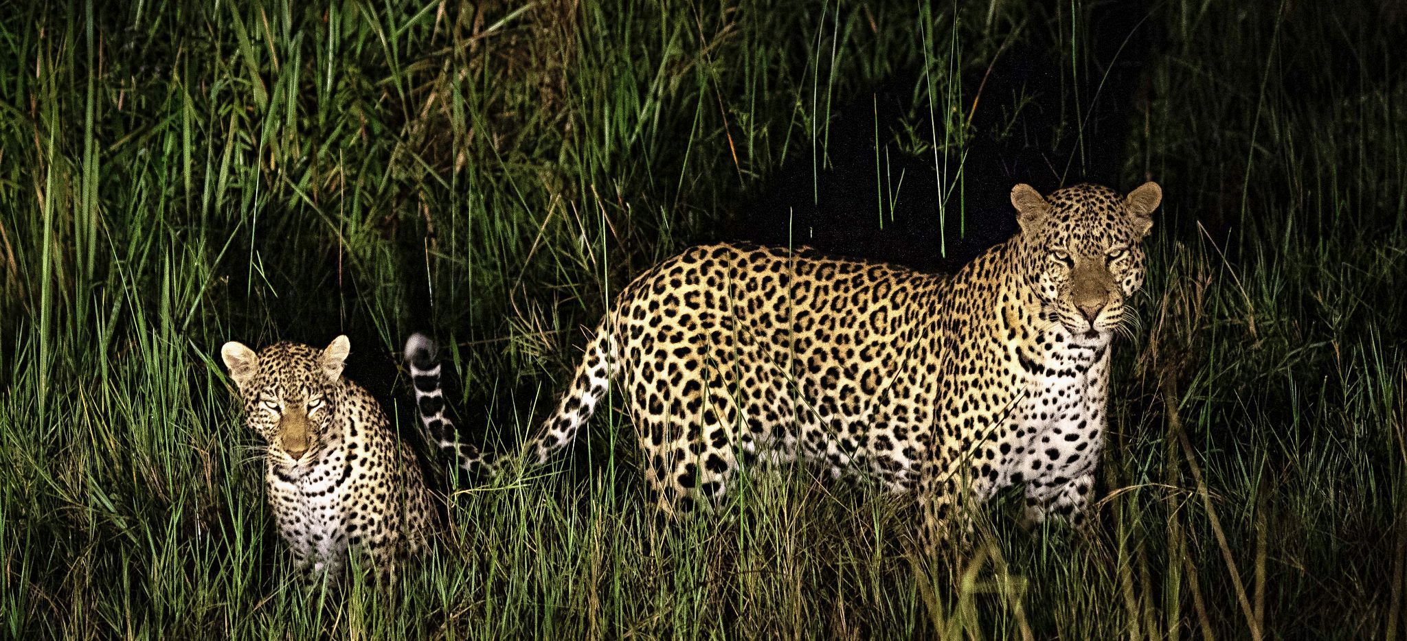 Leopardenmutter mit Jungem, in der Nähe des Magashi Camp