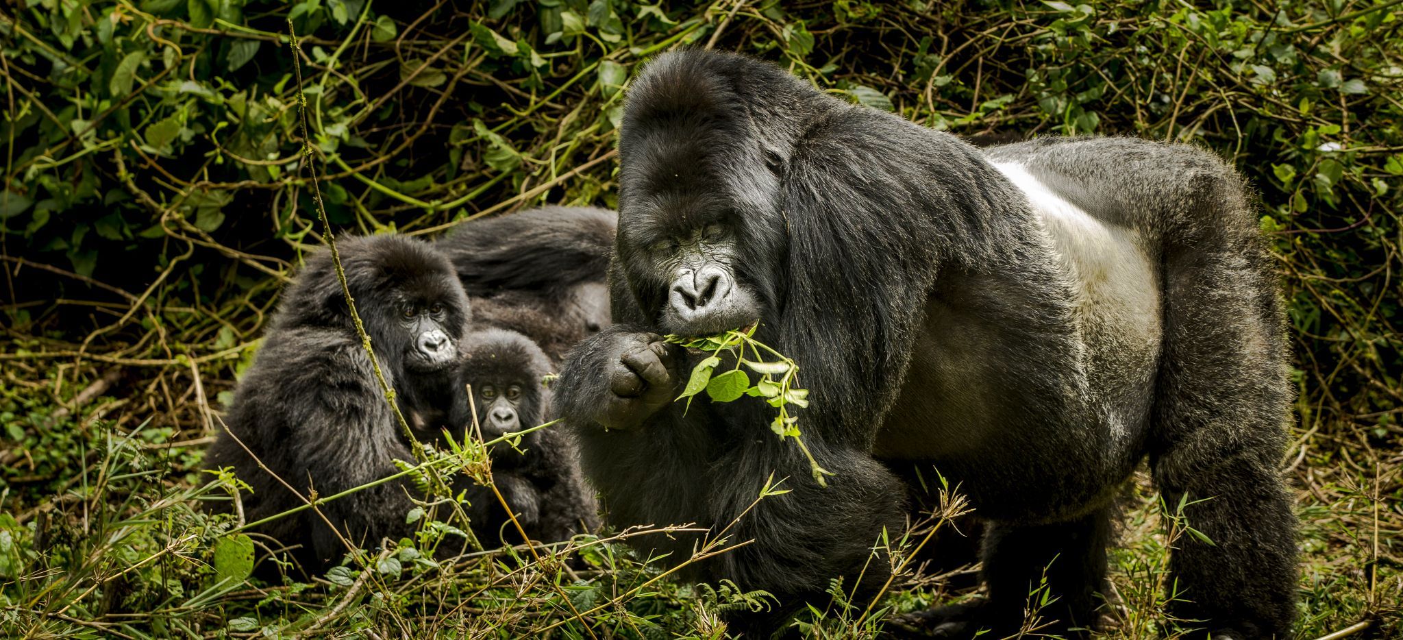 Ein Silberrücken mit Weibchen im Dschungel von Ruanda