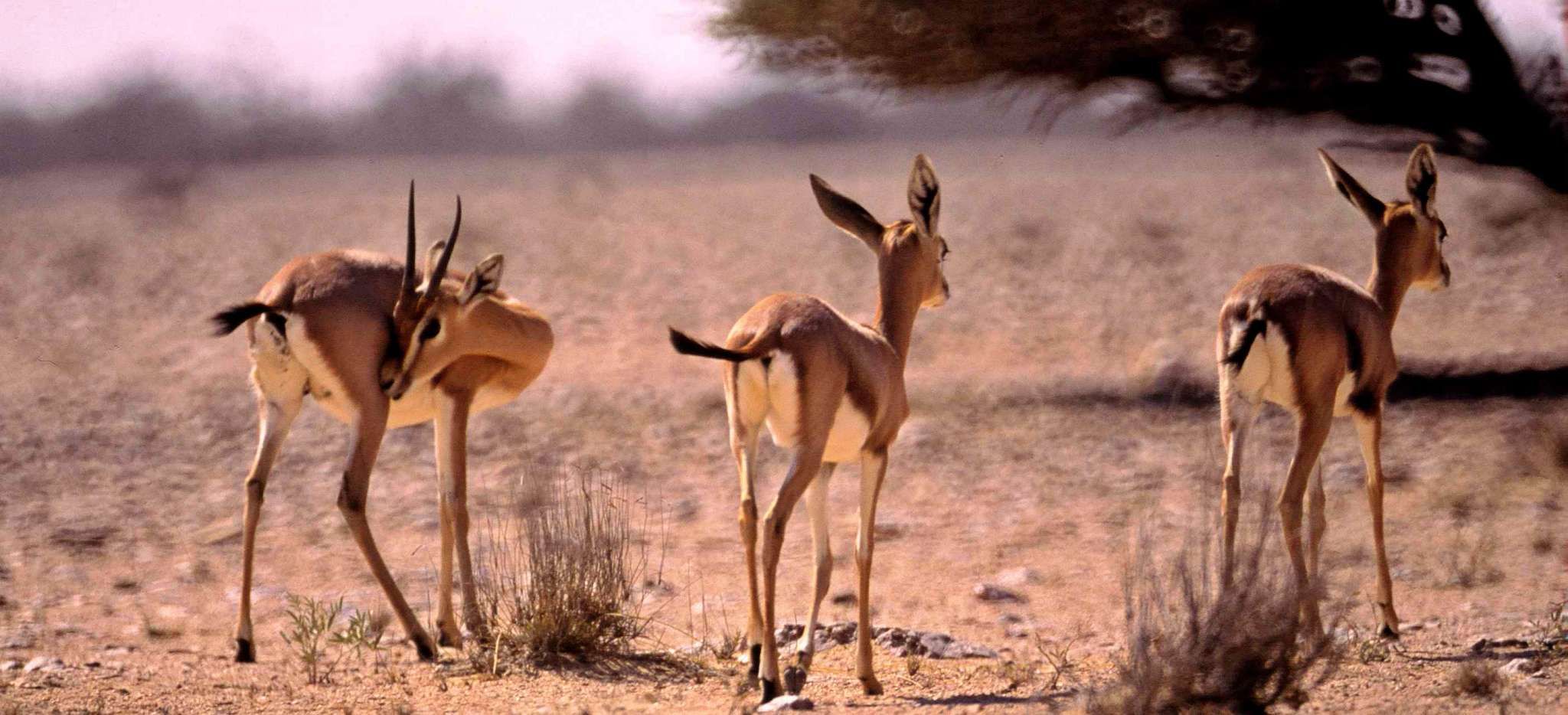 drei Antilopen in der Wüste im Oman
