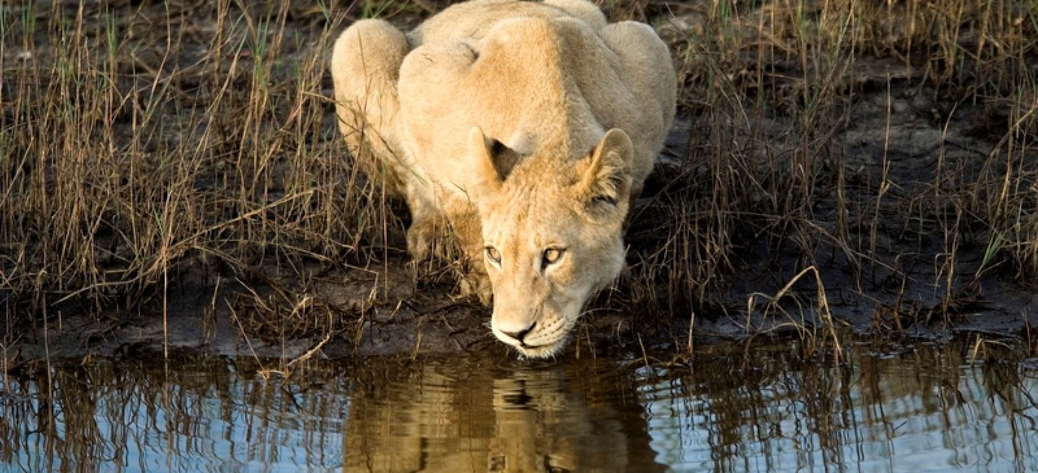 Löwin trinkt aus Wasserstelle, Botswana