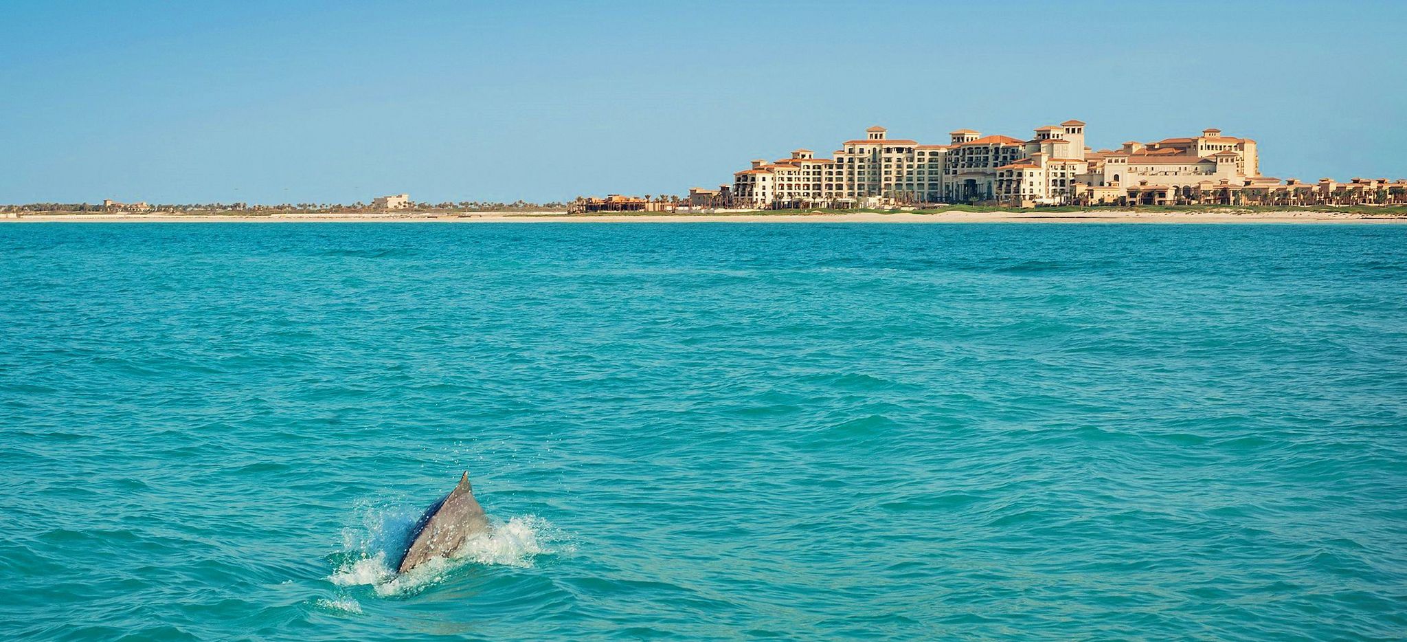 Walflosse im Meer vor der Skyline von Abu Dhabi