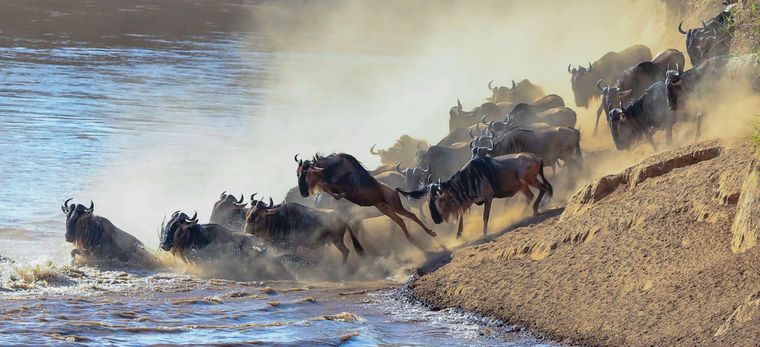 Trauminsel Reisen -The Grand Migration Tansania