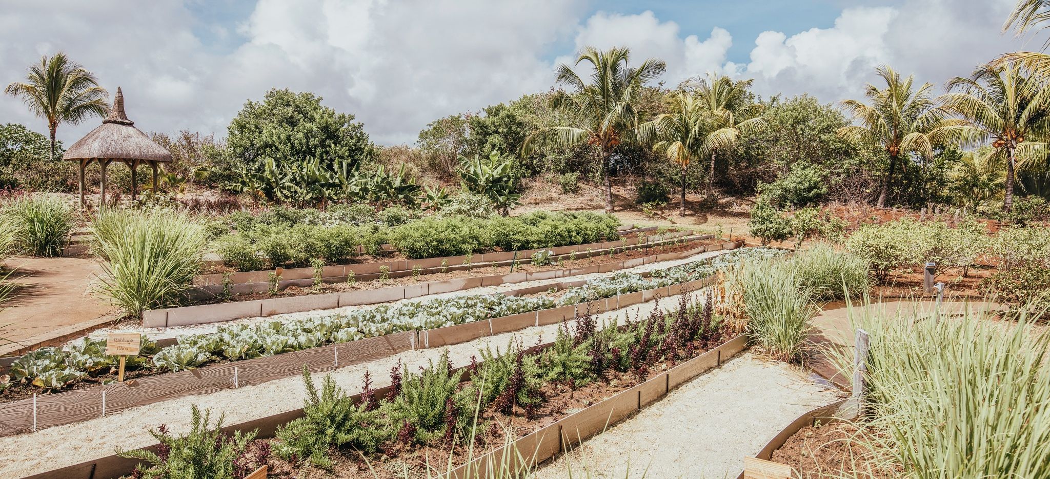 Kräutergarten des Long Beach, Mauritius