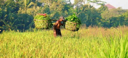 Ein Balinesischer Reisbauer trägt gewobene Körbe in einem Reisefeld, Indonesien
