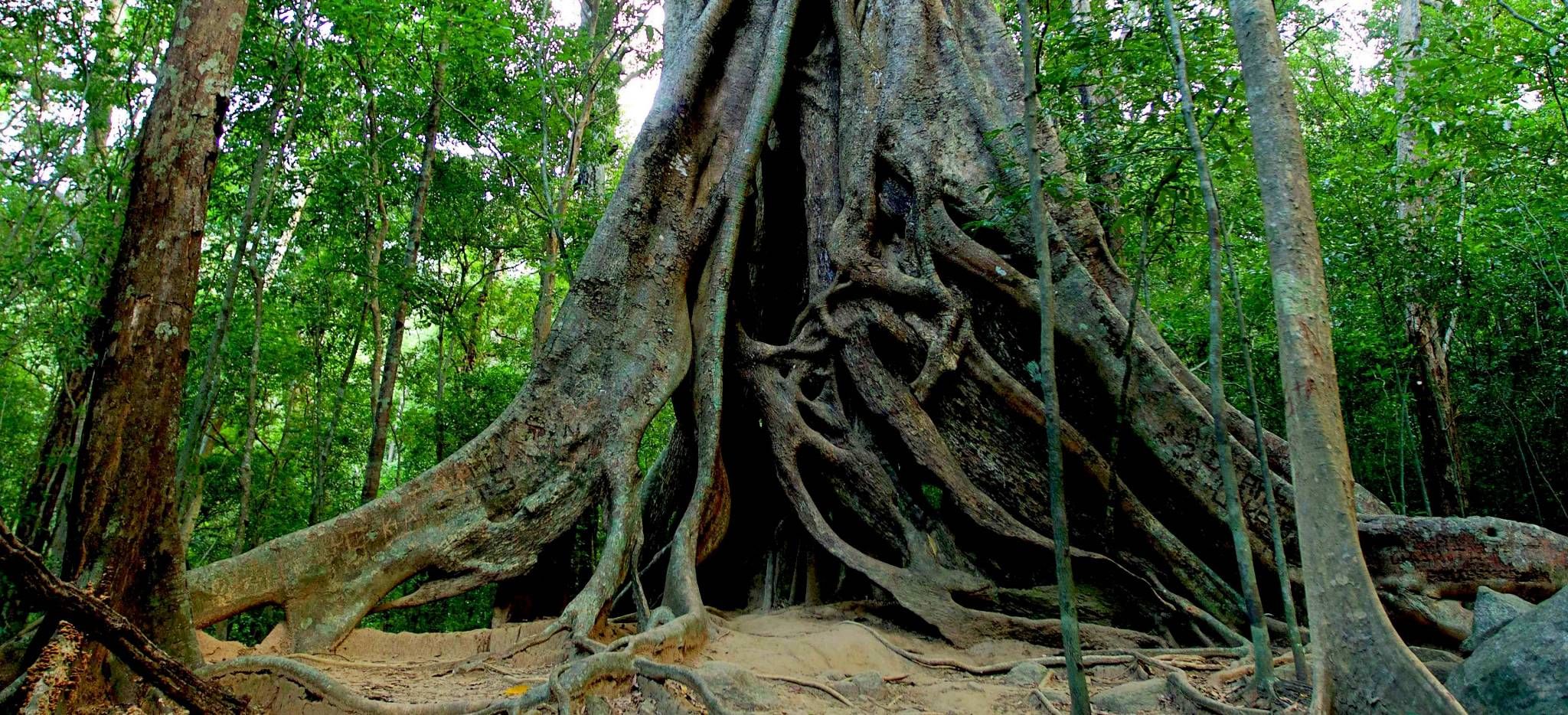 Das Wurzelwerk eines riesigen Baumes auf Sri Lanka