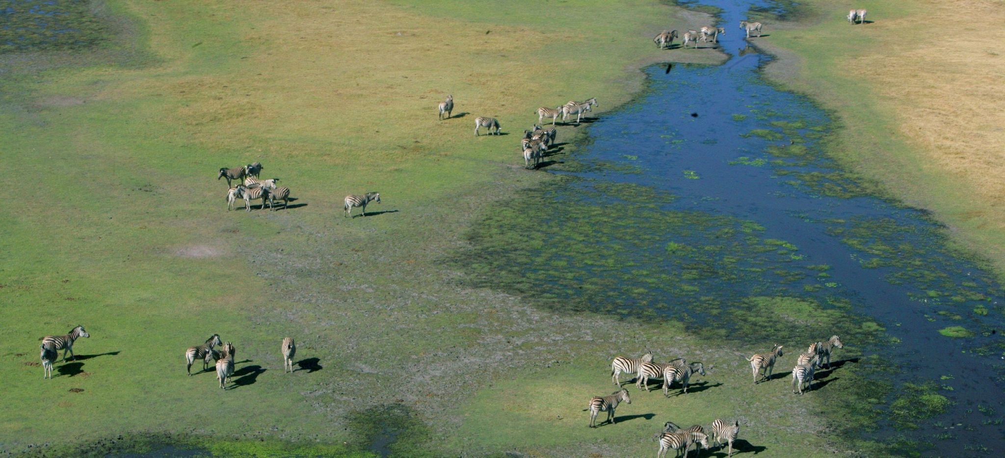 Zebras graßen zwischen sehen des Okavango Delta, Botswana