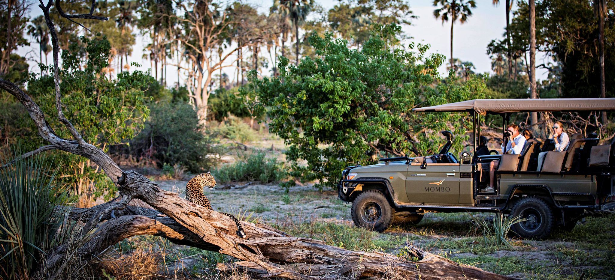 Leopard nd Safari-Jeep der Safari Lodge "Little Mombo" in Botsuana