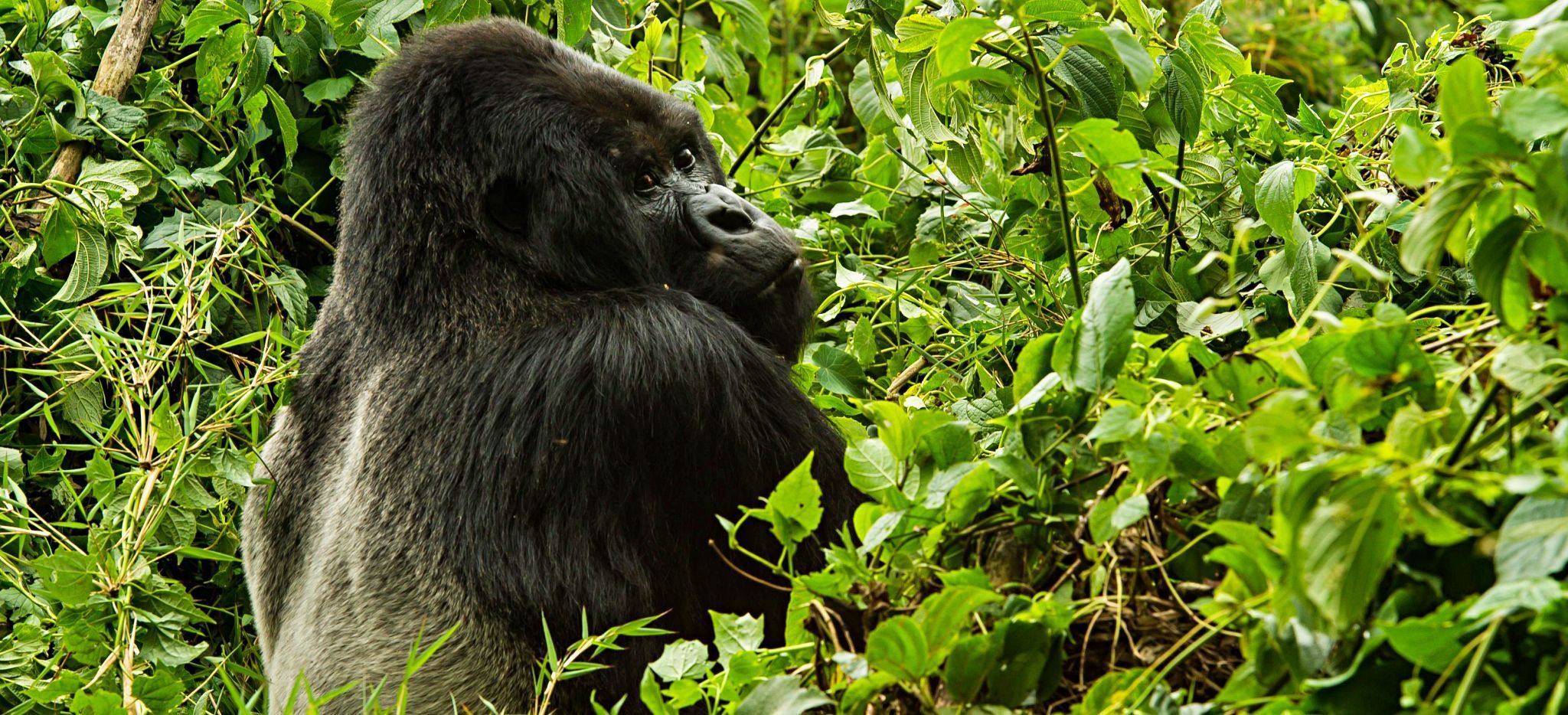 Gorilla-Silberrücken im Dschungel Ruandas, nahe der Bisate Lodge