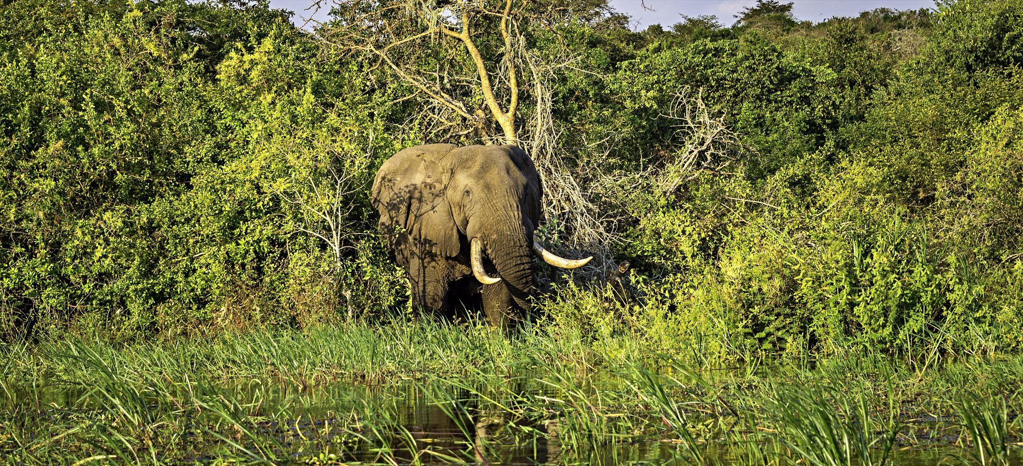 Ein Elefant im Dickicht, in der Nähe des Magashi Camp, Ruanda