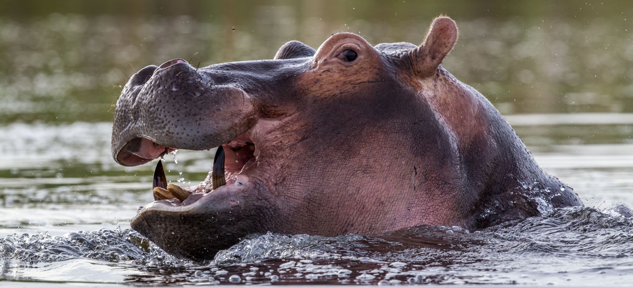 Flusspferd streckt seinen Kopf aus dem Wasser, Botswana