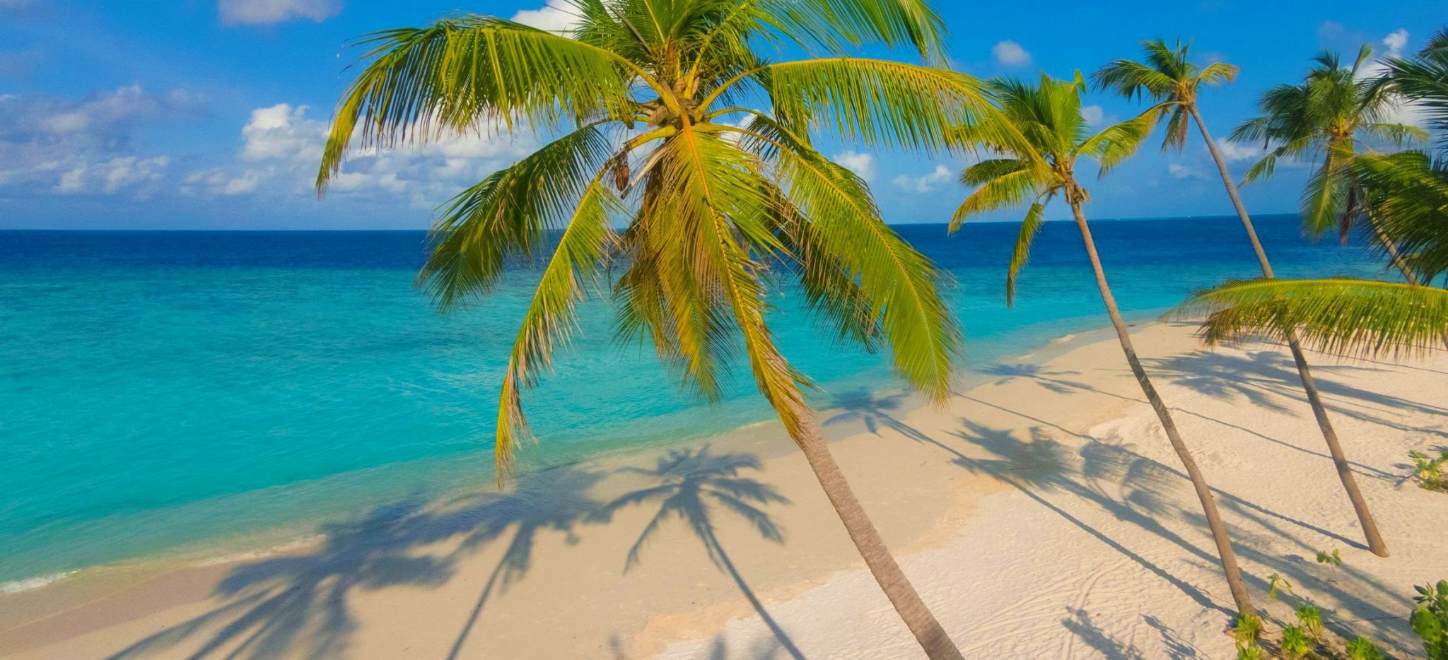 Einige Palmen an einem einsamen Strand der Malediveninsel "Milaidhoo"