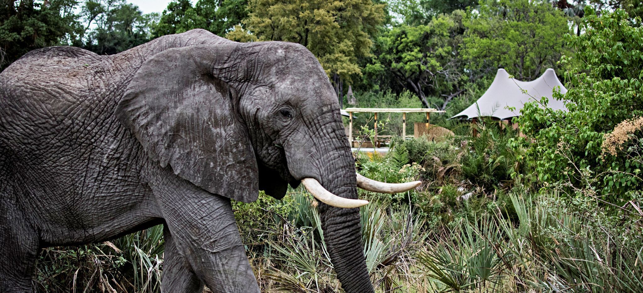Elefant vor der Kulisse der Safari-Lodge "Little Mombo" in Botsuana