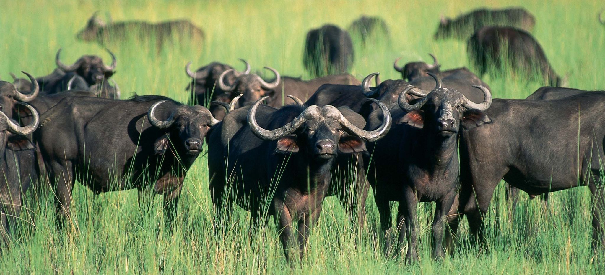 Herde Wasserbüffel im Okavango Delta, Botswana