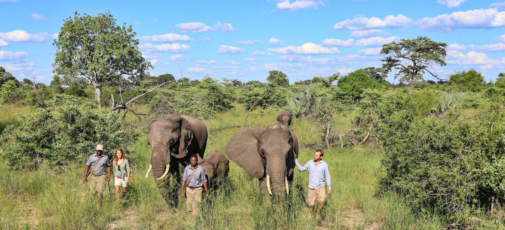 Naledi, Einige Guides und Touristen wandern mit Elephanten durch das Dickicht des Okavango Delta