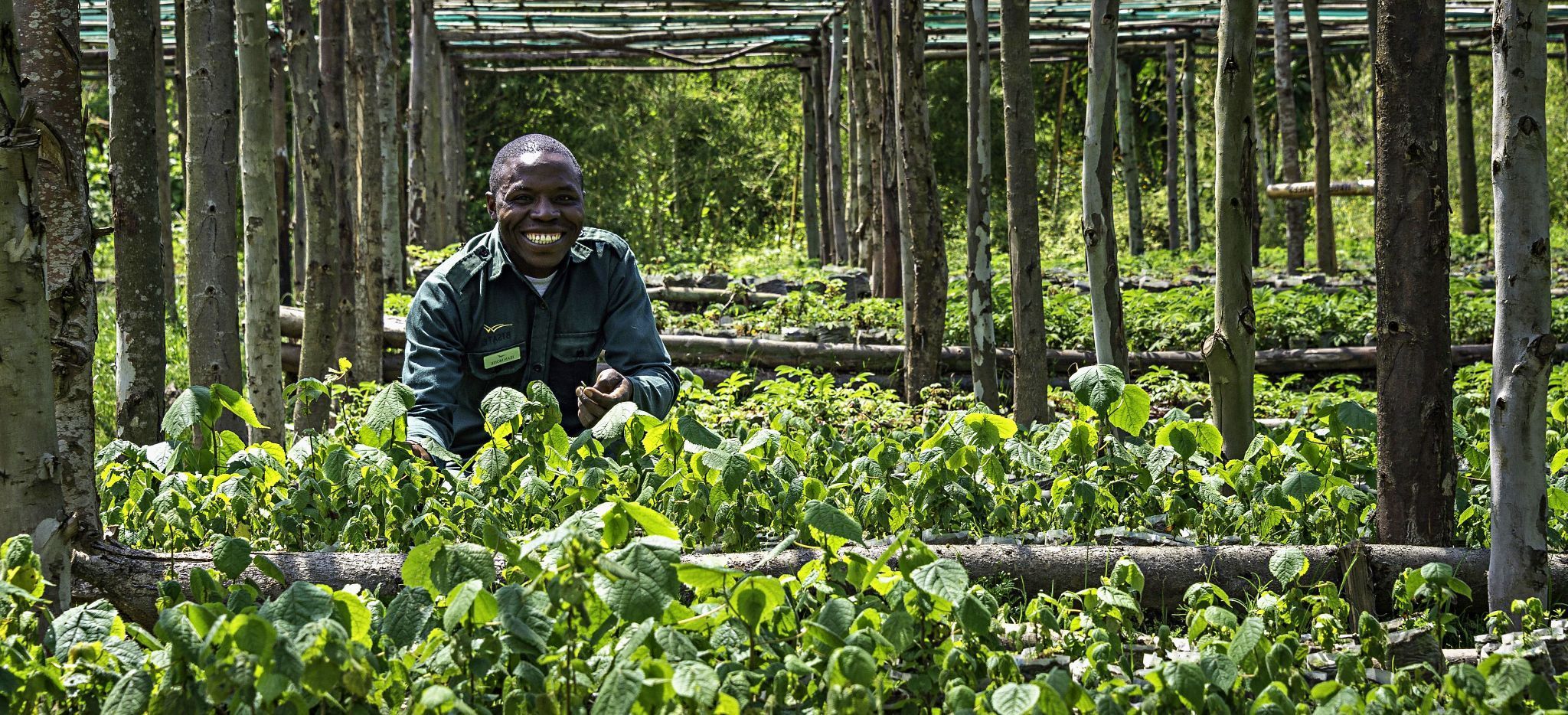 Ein Mitarbeiter im Hoteleigenen Kräutergarten, Bisate Lodge, Ruanda