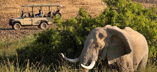 Ein Elefant wird von einem Jeep aus beobachtet