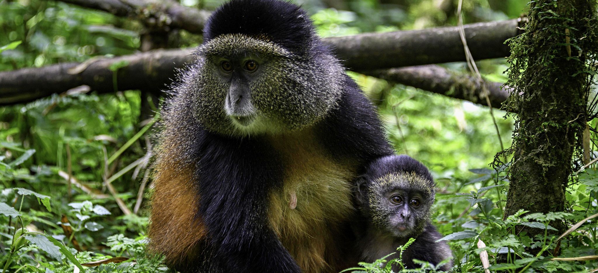 Affenmutter mit Nachwuchs im Dschungel Ruandas, nahe der Bisate Lodge