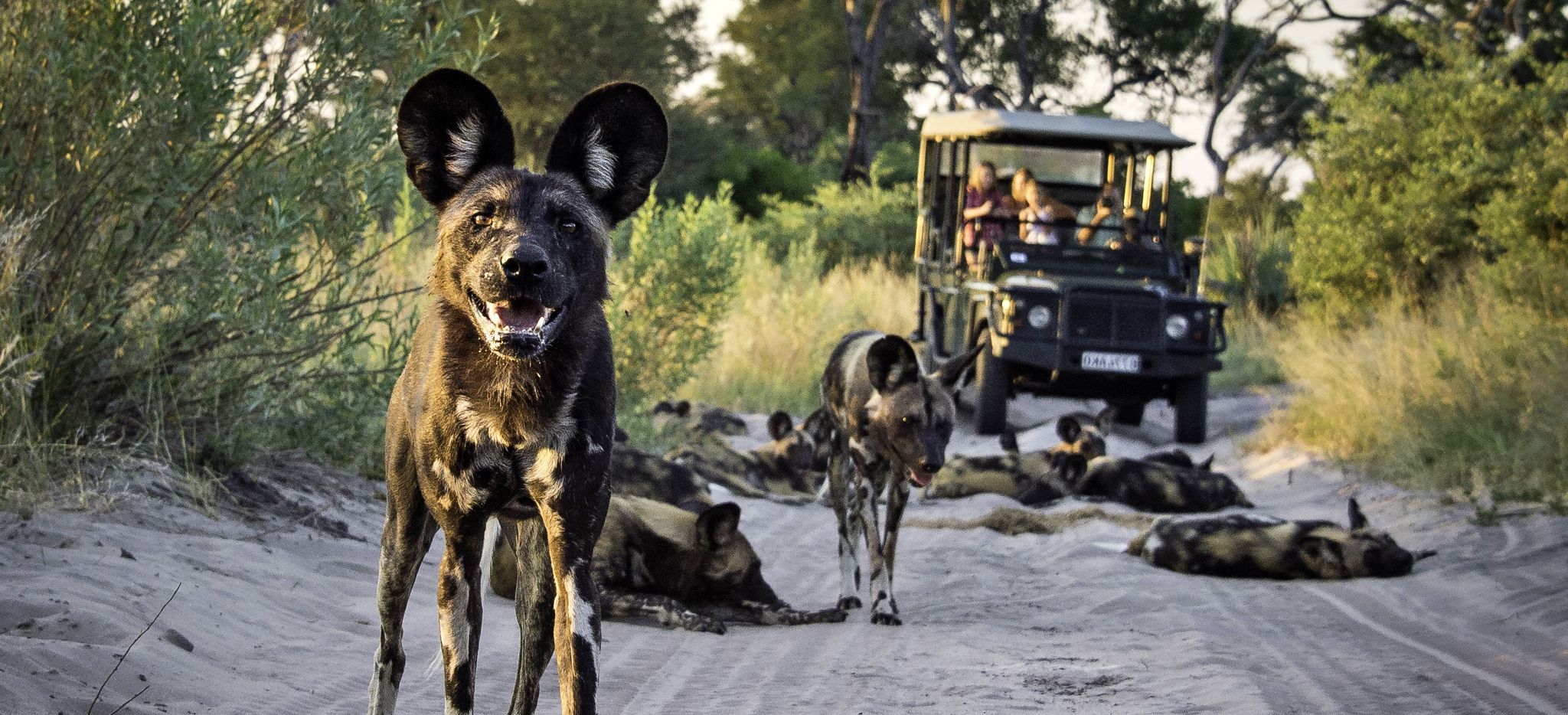 Ein Wildhund blickt in die Kamera, im Hintergrund ein Safari-Jeep